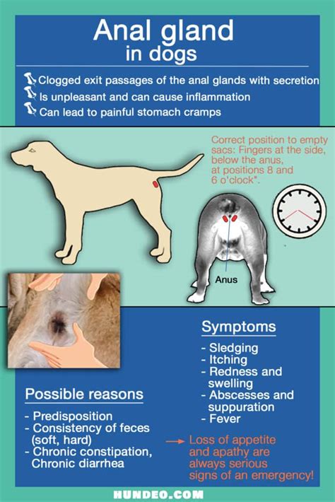 What To Do If Your Dogs Anal Glands Are Leaking